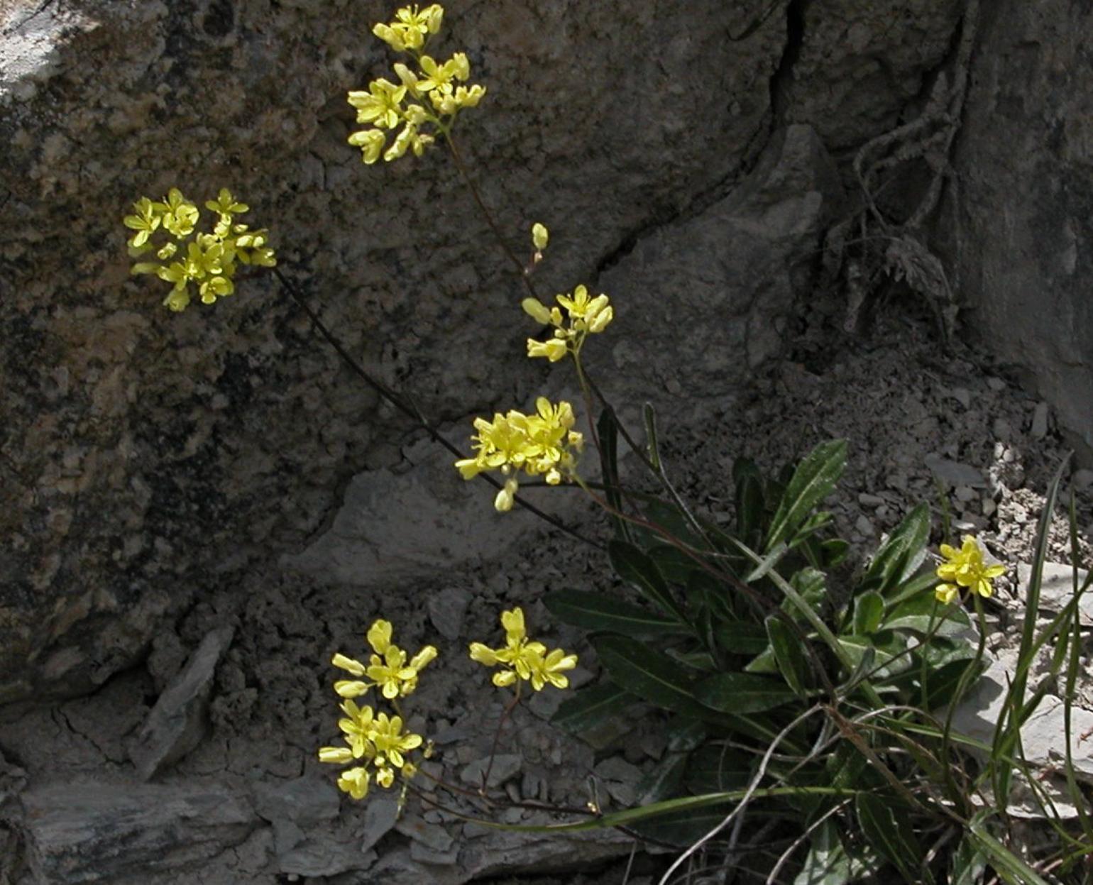 Buckler Mustard, Southern